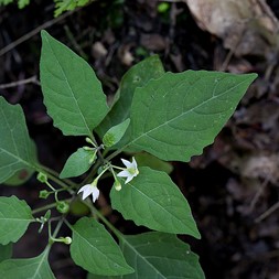 Solanum (nightshade)